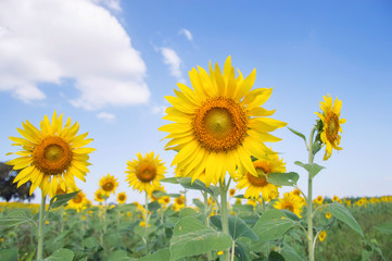Close up of sunflower with blue sky background