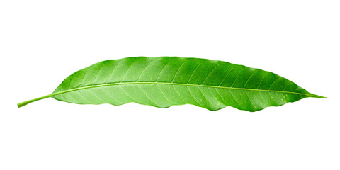 Obraz premium Green Mango leaves isolated on white background