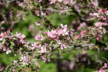 Pink flowers of apple tree in spring garden close up