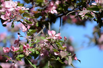 Pink flowers of apple tree in spring garden close up