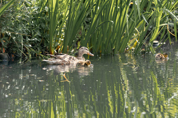 duck with ducklings at the lake