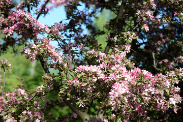 Beautiful flowering apple trees in spring garden