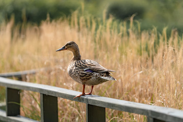 Duck on the branch in the forest