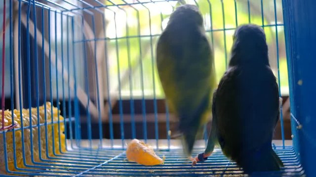 Two little parrot playing in cage together