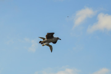 Seagulls flying in the sky