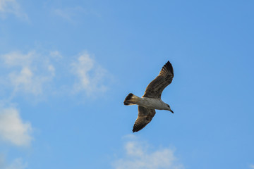 Seagulls flying in the sky