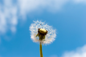A dandelion blow ball in front of the blue cloudy sky in summer
