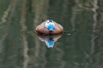 ruddy duck on the lake
