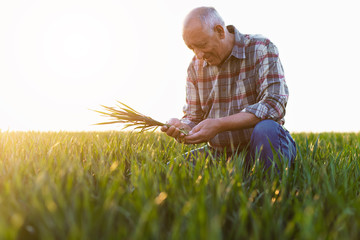 Senior farmer standing in young wheat field and examining crop.