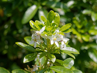 Oranger du Mexique (Choisya ternata) aux feuilles et fleurs étoilées blanches aromatiques