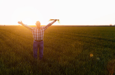 Senior farmer standing in young wheat field with arms outstretched.