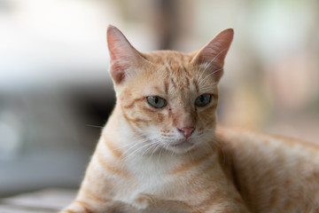Fototapeta na wymiar portrait of a cat