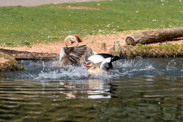 fight geese in the pond