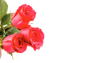 red rose isolated on white