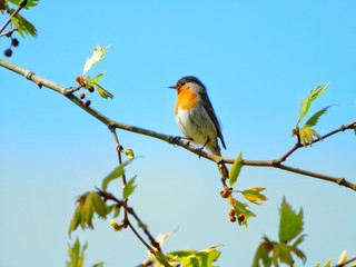 european robin on a branch