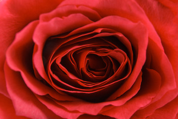 red rose isolated on white