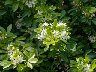 Oranger du Mexique (Choisya ternata) aux feuilles et fleurs étoilées blanches aromatiques