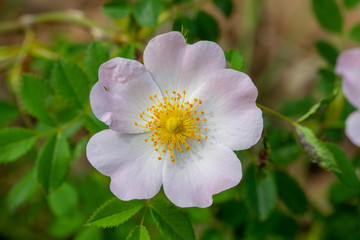 urginea maritima flover