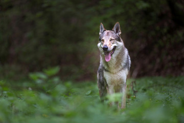 Naklejka na ściany i meble Wolfdog in the forest