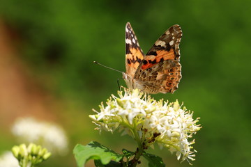 journey in the realm of animals, ant, ants