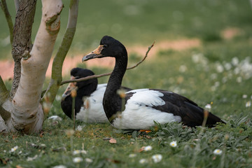 beautiful duck on the grass