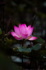 Pink lotus  black background