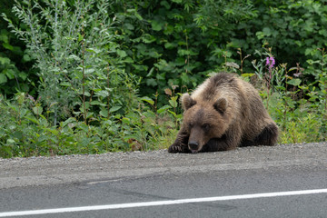 Hungry wild Kamchatka brown bear lies on asphalt highway and sadly looks at road waiting for people to give him food. Kamchatka Peninsula, Russian Federation, Eurasia.