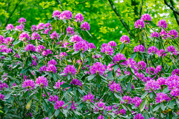 urginea maritima flover