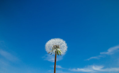 white dandelion against blue sky with clouds 