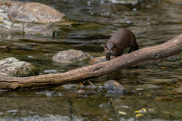 otter in the lake and waterfall 