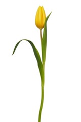 Yellow tulip on white