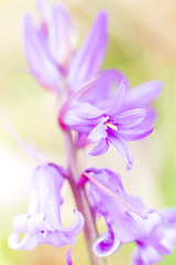 Flower background - sunny meadow with flowers background with blurs and bokeh