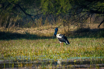 An alert male Black-necked stork searching for bird to kill in a winter morning at wetland of keoladeo national park, bharatpur, india