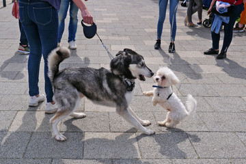 White maltese toy dog threathens a siberian husky - obrazy, fototapety, plakaty