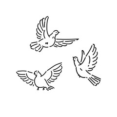 Urban birds wild pigeons flying line art style character vector black white isolated illustration.