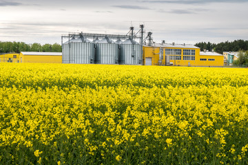 Field of flower of rapeseed, canola colza in Brassica napus on agro-processing plant for processing and silver silos for drying cleaning and storage of agricultural products, flour, cereals and grain © hiv360