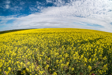 Field of beautiful springtime golden flower of rapeseed with blue sky, canola colza in Latin Brassica napus with rural road and beautiful cloud,  rapeseed is plant for green industry. Wide angle