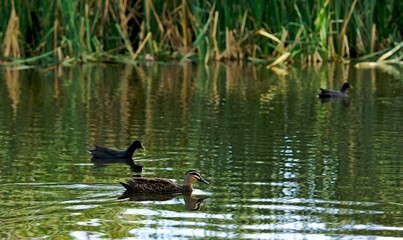 Ducks swimming on water