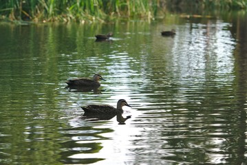 Duck swimming on water