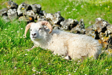 Beautiful white sheep enjoying the morning sunlight at Lake Myvatn, Iceland