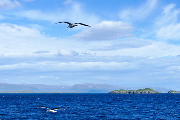 Fototapeta na wymiar Seagulls flying above the intense blue sea in Iceland