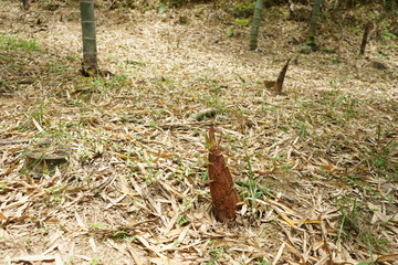 Obraz premium たけのこ