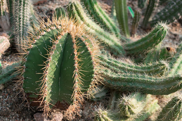 Macro photo of spiky cactus on natural blurred background