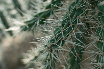 Macro photo of spiky cactus on natural blurred background