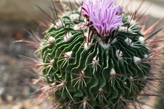 Macro photo of spiky cactus on natural blurred background