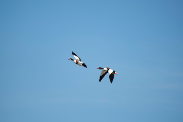 The common shelduck (Tadorna tadorna)