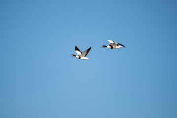 Fototapeta premium The common shelduck (Tadorna tadorna)