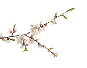 Beautiful blossoming branch on white background