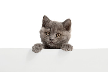 Cute funny kitten with blank poster on white background