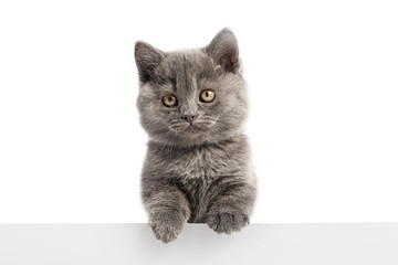 Cute funny kitten with blank poster on white background